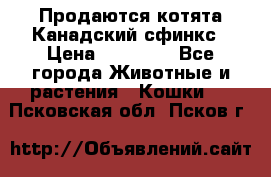 Продаются котята Канадский сфинкс › Цена ­ 15 000 - Все города Животные и растения » Кошки   . Псковская обл.,Псков г.
